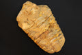 Trilobite Flexicalymene, Stone Fossil From The Ordovician Period, 450 Millions Years Old, Paleozoic Era, Phacopida, Calymenina, Calymenidae