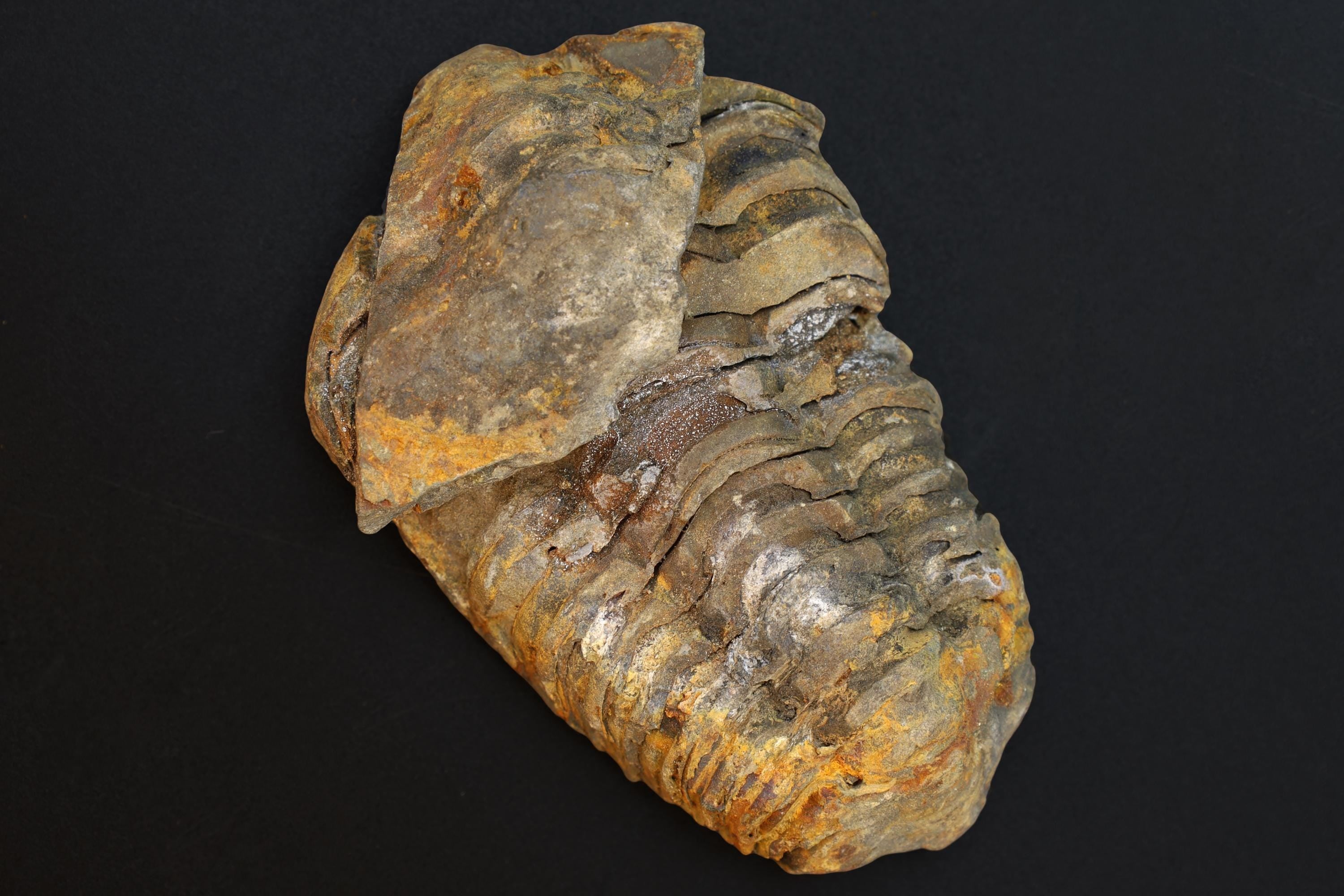 Trilobite Flexicalymene, Stone Fossil From The Ordovician Period, 450 Millions Years Old, Paleozoic Era, Phacopida, Calymenina, Calymenidae
