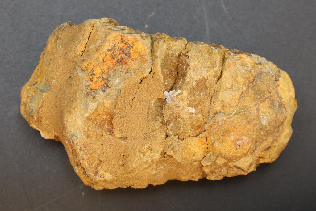 Trilobite Flexicalymene, Stone Fossil From The Ordovician Period, 450 Millions Years Old, Paleozoic Era, Phacopida, Calymenina, Calymenidae