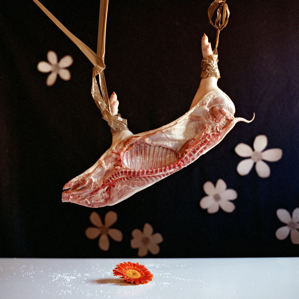Defining a New Fragile Canon of Beauty, Still Life Photography, Large 24 x 24 inches Photo Prints, Cabinet of Curiosities, Pig Animal Art