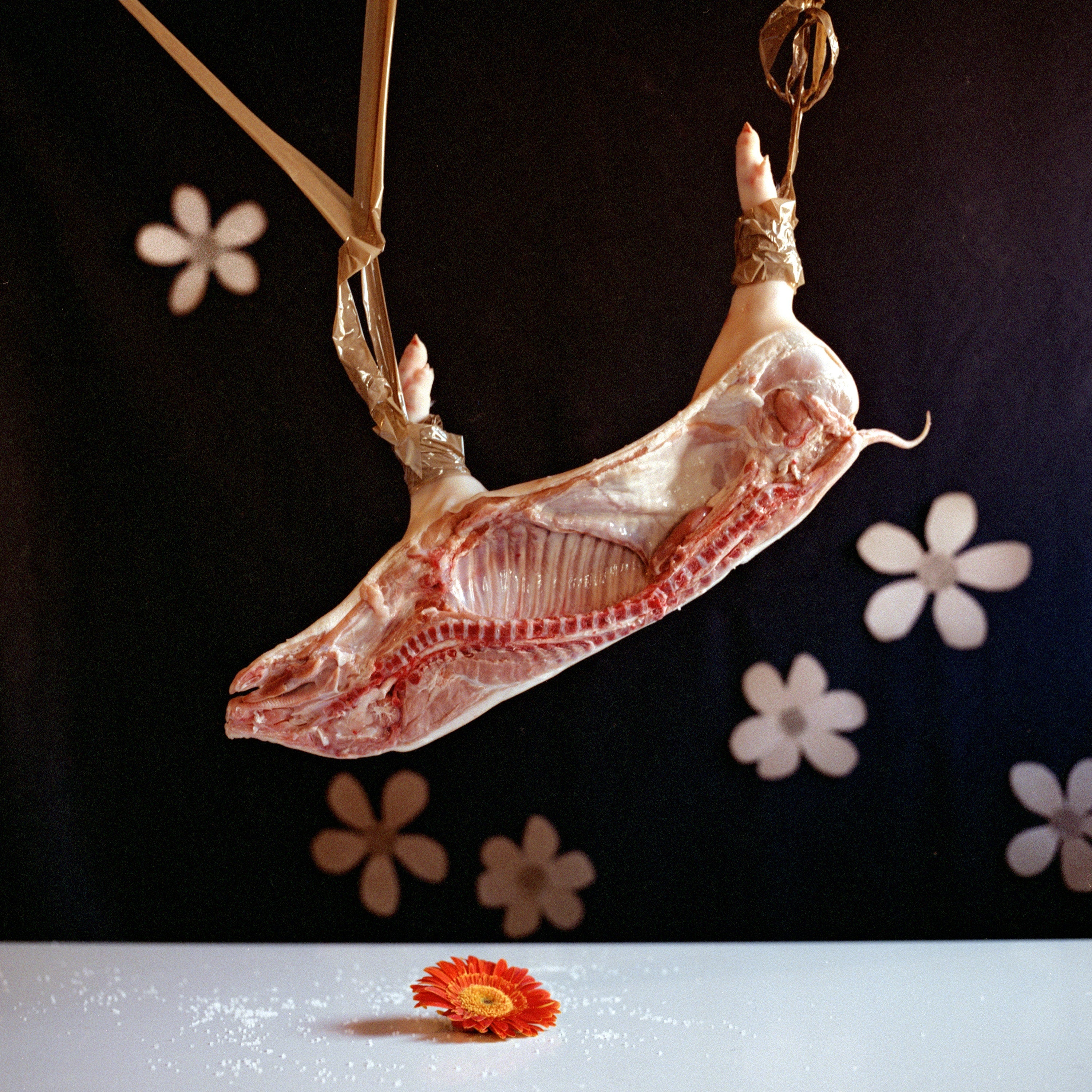 Defining a New Fragile Canon of Beauty, Still Life Photography, Large 24 x 24 inches Photo Prints, Cabinet of Curiosities, Pig Animal Art