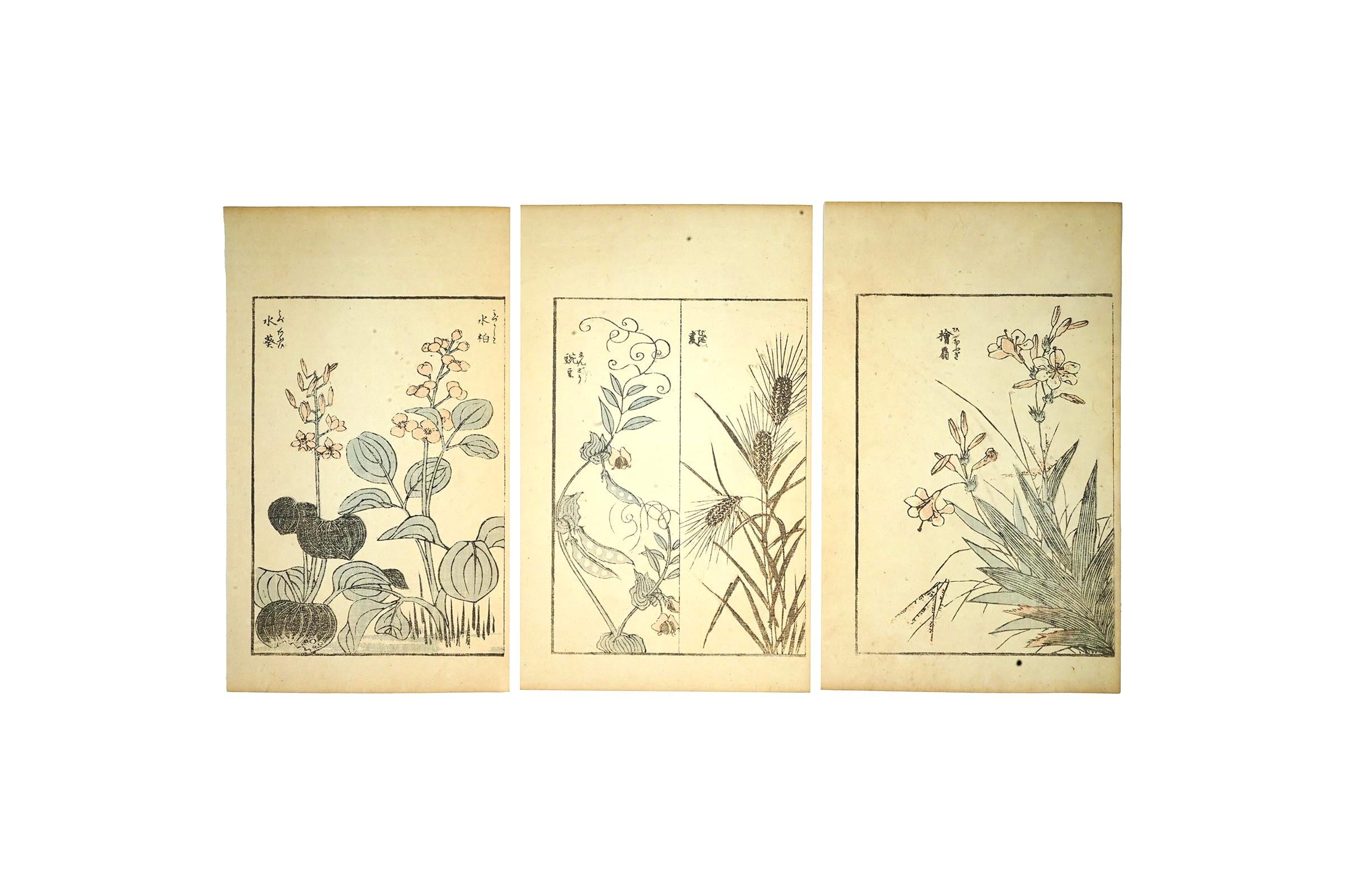Katsushika Hokusai, Late 18th Century Woodblock Art Print, Wild Grass And Other Plants From The Gafu Album, Japanese Ukiyo-e Book Pages
