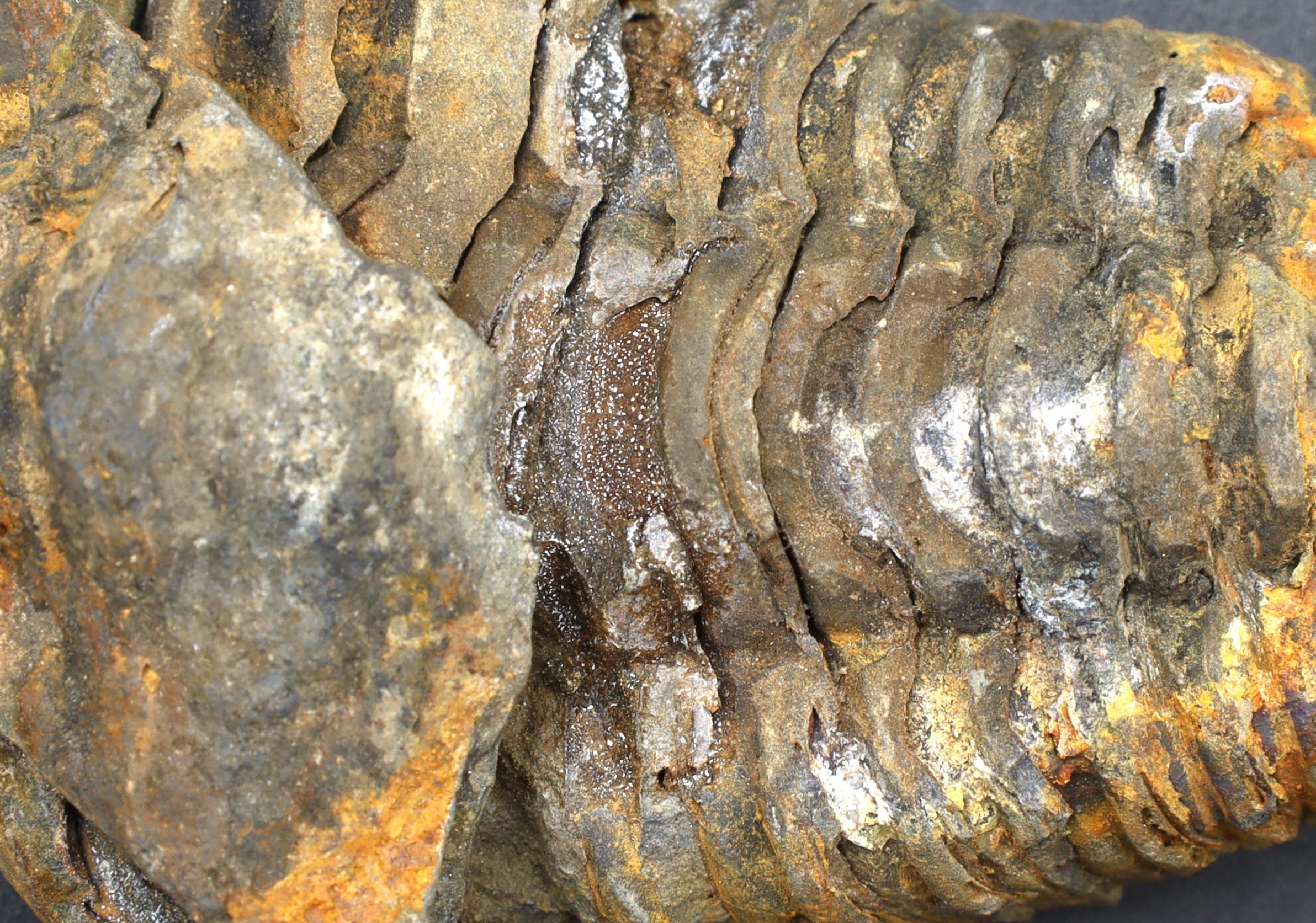 Trilobite Flexicalymene, Stone Fossil From The Ordovician Period, 450 Millions Years Old, Paleozoic Era, Phacopida, Calymenina, Calymenidae