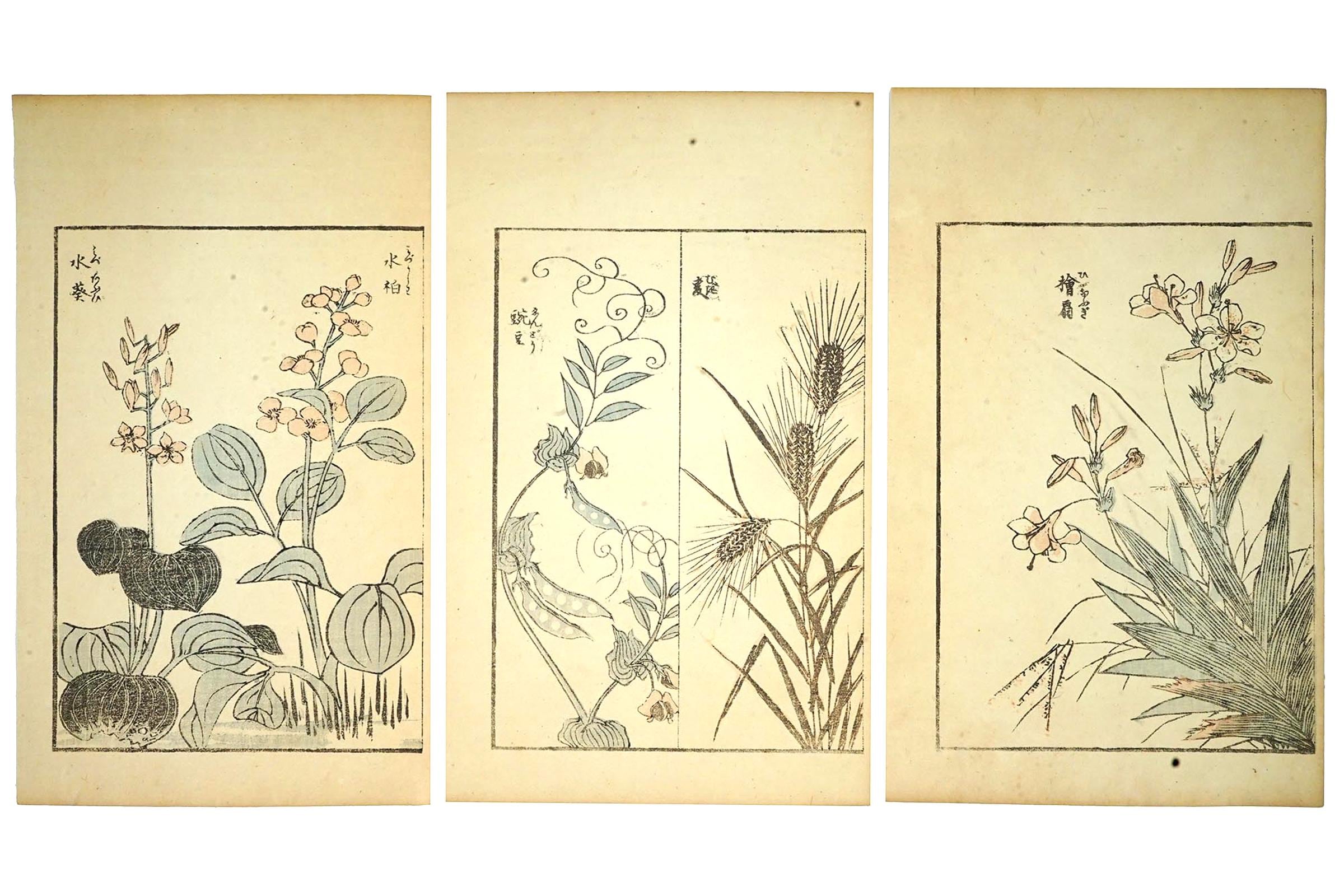 Katsushika Hokusai, Late 18th Century Woodblock Art Print, Wild Grass And Other Plants From The Gafu Album, Japanese Ukiyo-e Book Pages