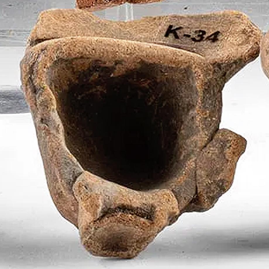 Ancient Pre-Columbian Veracruz Ceramic Head, Totonac Culture, Dated As Circa 800 AD, Code K-34 Mexican PreHispanic Antiquities And Art.