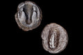 Metapontion Lucania Coin, Ancient 470 To 440 BCE Silver Hemidrachm, Bucranium Bull And Barley, Collectibles And Numismatics