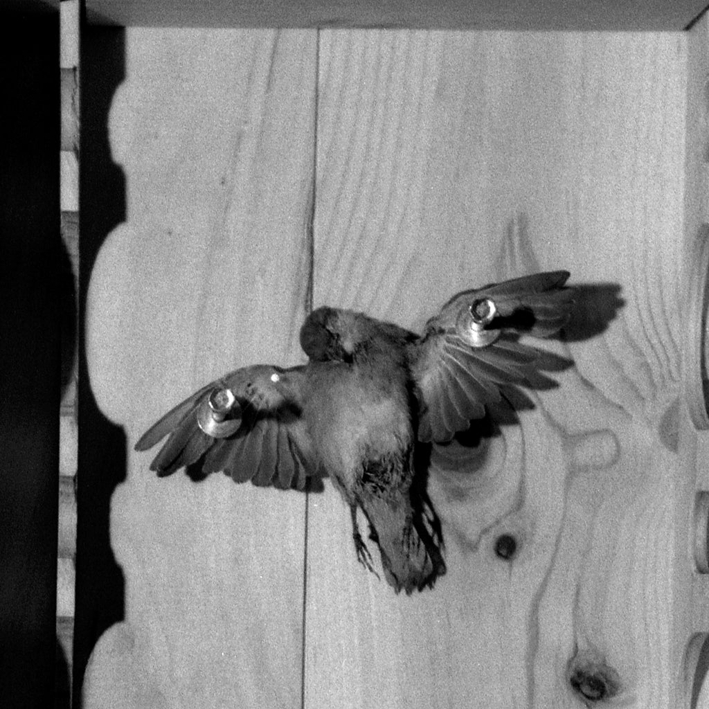 Wagnerian Gesamtkunstwerk, A Piece For Hermann Nitsch, Contemporary Conceptual Art, Black And White Film, Large 24 x 24 inches Photo Prints