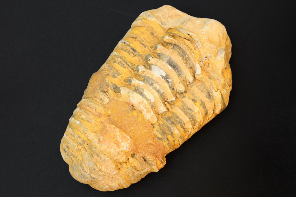 Trilobite Flexicalymene, Stone Fossil From The Ordovician Period, 450 Millions Years Old, Paleozoic Era, Phacopida, Calymenina, Calymenidae