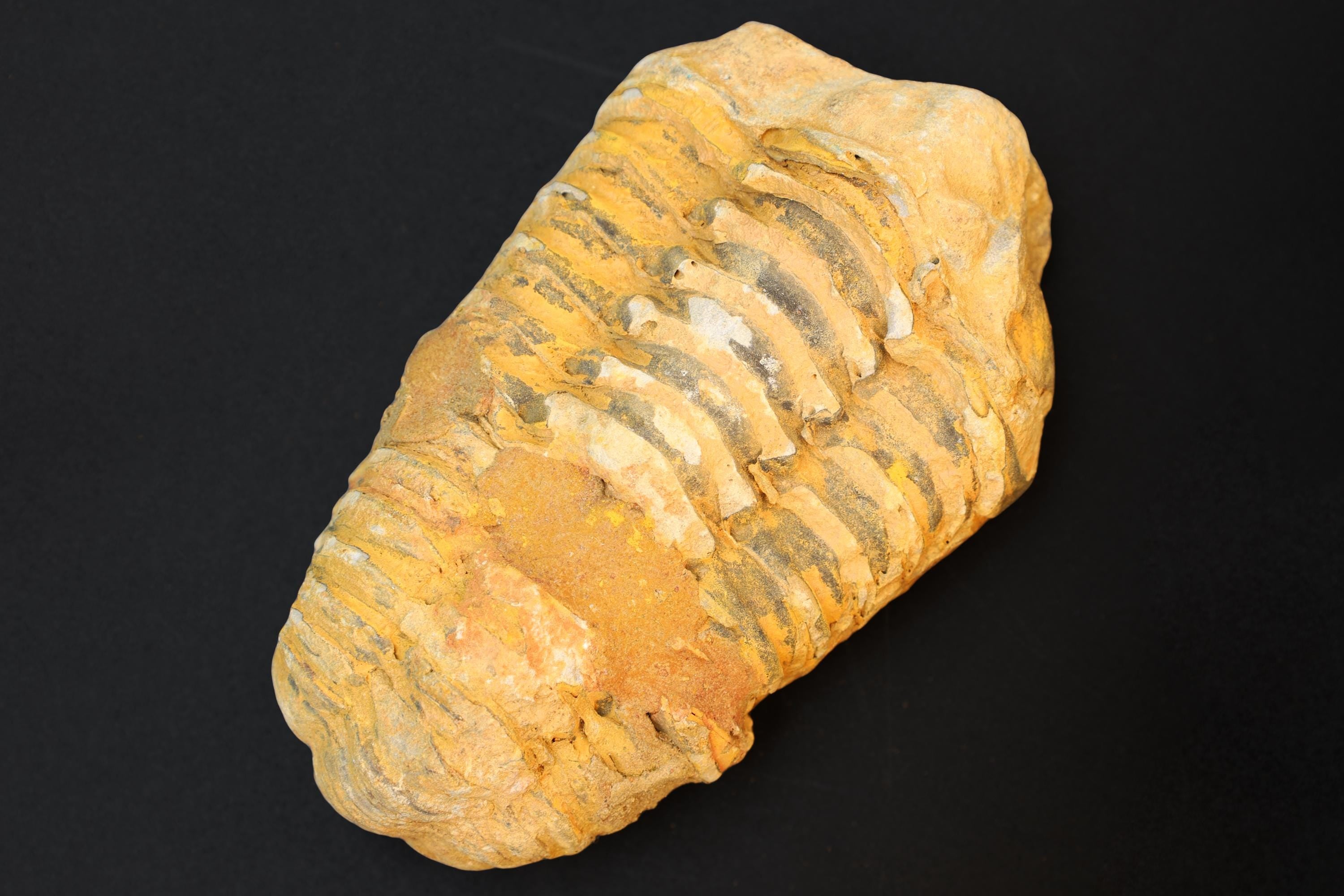Trilobite Flexicalymene, Stone Fossil From The Ordovician Period, 450 Millions Years Old, Paleozoic Era, Phacopida, Calymenina, Calymenidae