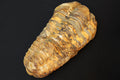 Trilobite Flexicalymene, Stone Fossil From The Ordovician Period, 450 Millions Years Old, Paleozoic Era, Phacopida, Calymenina, Calymenidae
