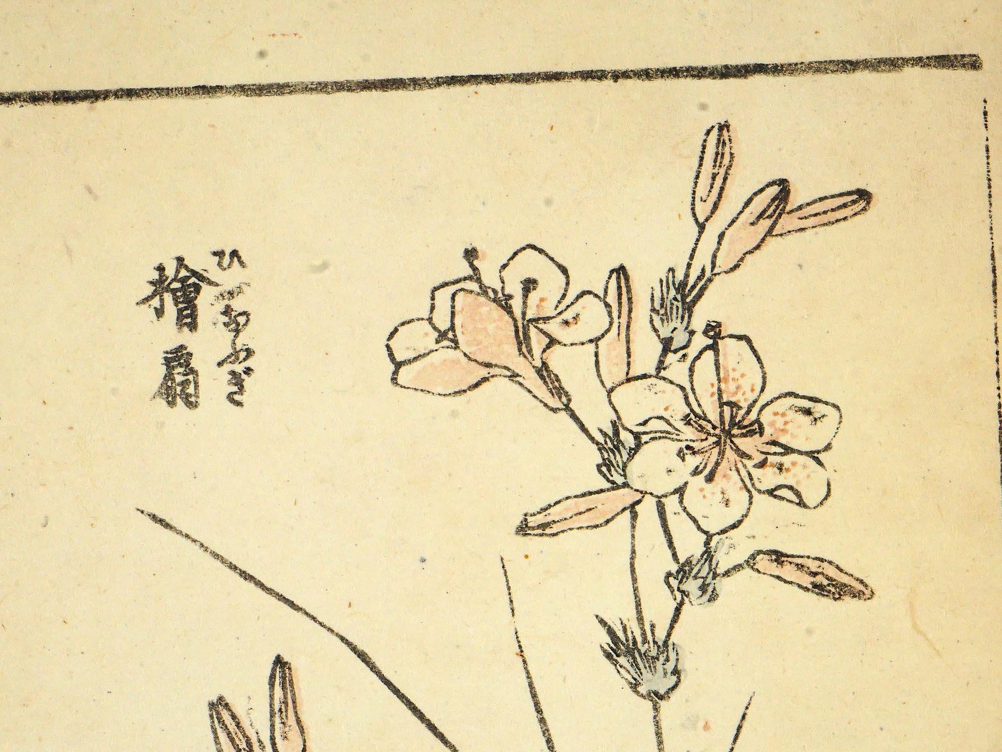 Katsushika Hokusai, Late 18th Century Woodblock Art Print, Wild Grass And Other Plants From The Gafu Album, Japanese Ukiyo-e Book Pages