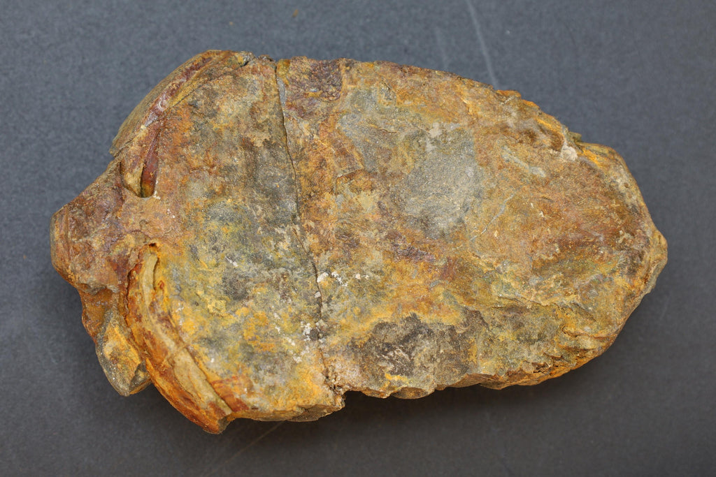 Trilobite Flexicalymene, Stone Fossil From The Ordovician Period, 450 Millions Years Old, Paleozoic Era, Phacopida, Calymenina, Calymenidae