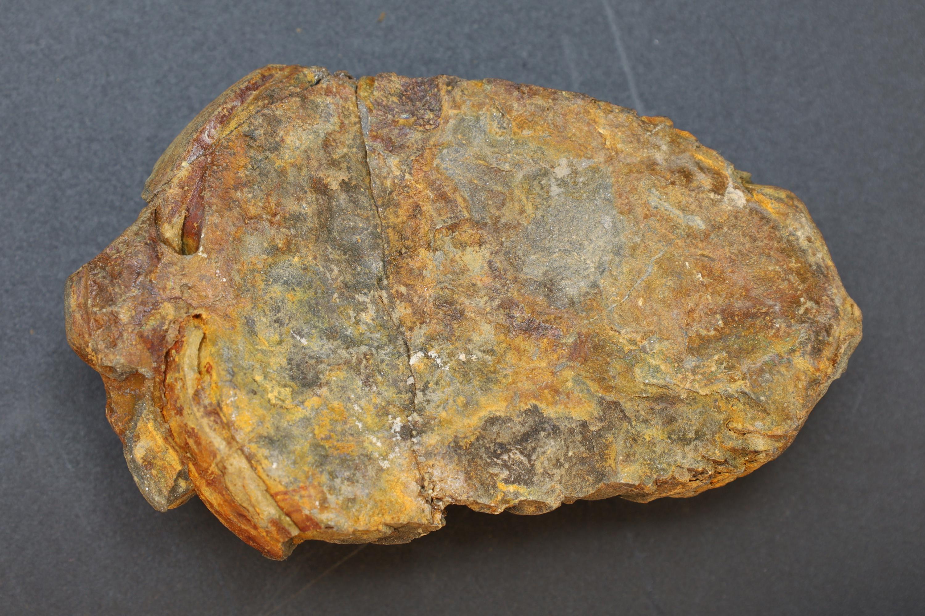 Trilobite Flexicalymene, Stone Fossil From The Ordovician Period, 450 Millions Years Old, Paleozoic Era, Phacopida, Calymenina, Calymenidae
