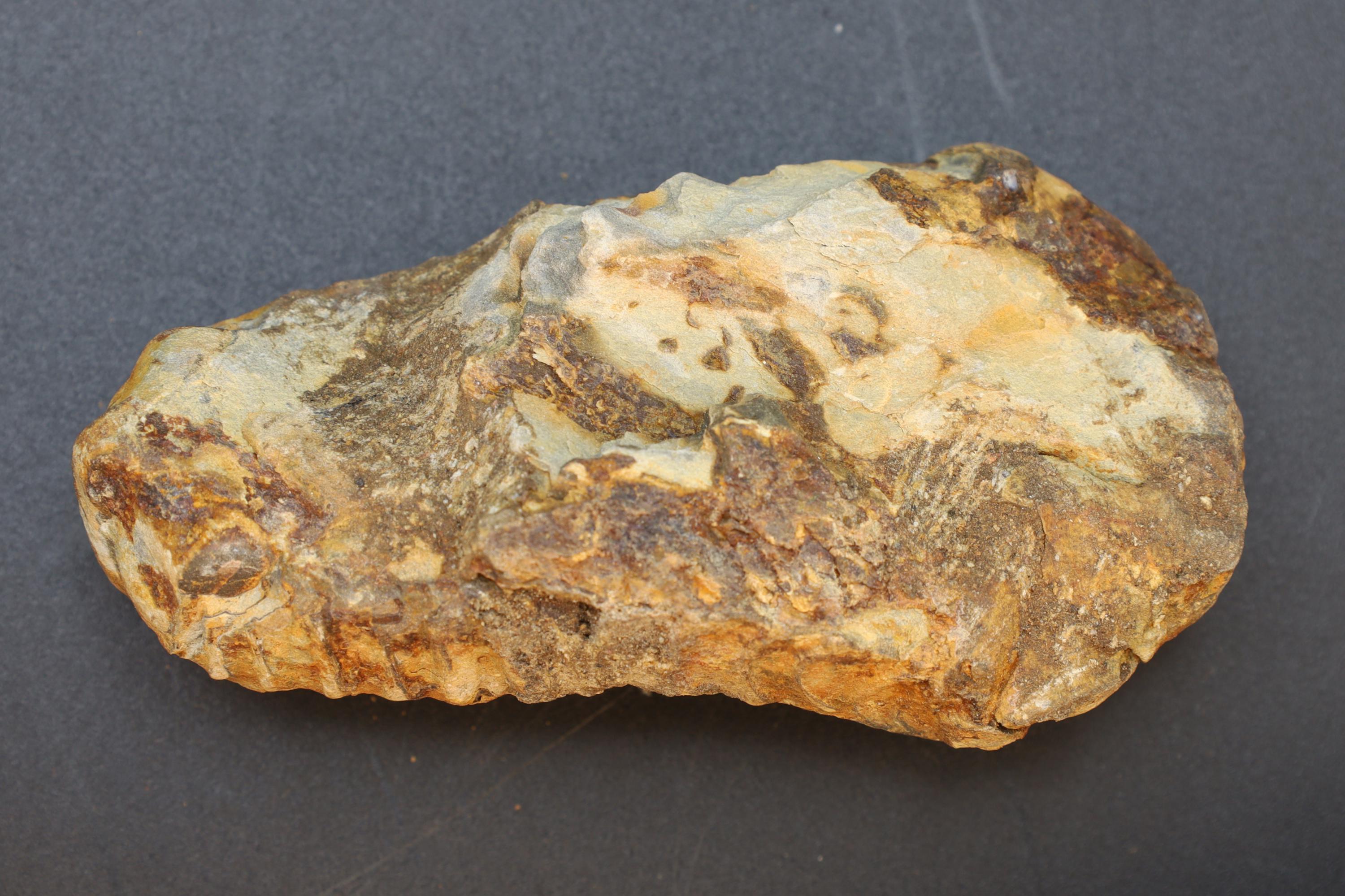 Trilobite Flexicalymene, Stone Fossil From The Ordovician Period, 450 Millions Years Old, Paleozoic Era, Phacopida, Calymenina, Calymenidae
