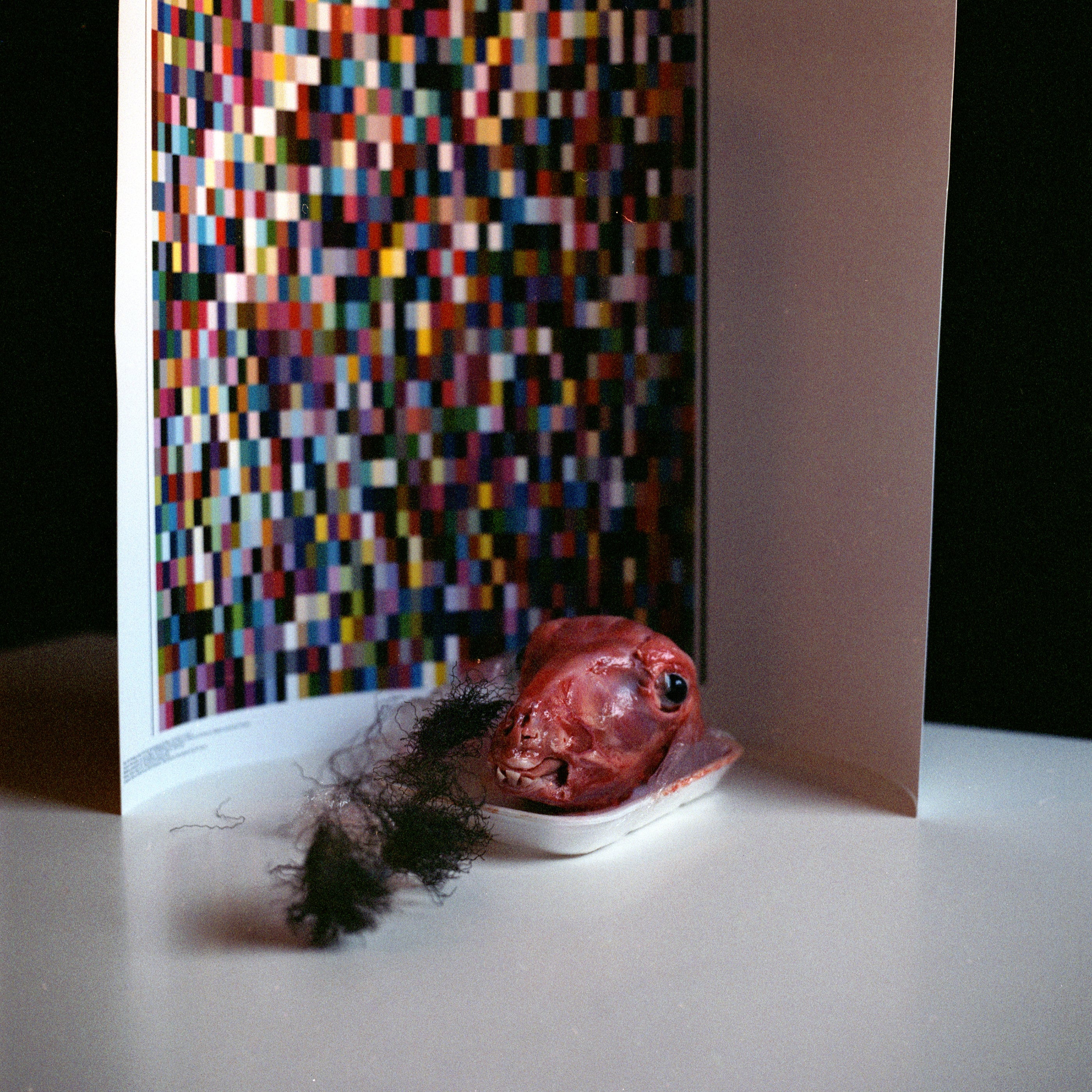 The Sweet Voice Of My Beloved Knight, Still Life Analogue Photo Art, Cabinet of Curiosities, Animal Goat Vivisection, 24 x 24 inches prints