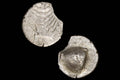 Orchomenos Boeotia Coin, Ancient Greece 400 To 364 BCE Silver Hemiobol With Half Wheat Grain, Ivy Leaf Above, Collectibles And Numismatics