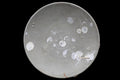 Ancient Ceramic Bowl, Dai Viet, Annam, Vietnam circa 1279 to 1368 AD, around the same period of the Chinese Yuan Dynasty, Shipwreck Pottery