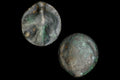 Selinos, Sicily, Circa 435 BCE. Bronze AE Trias. Gorgoneion Medusa And Celery Selinon Leaf With Dots, Ancient Collectibles And Numismatics