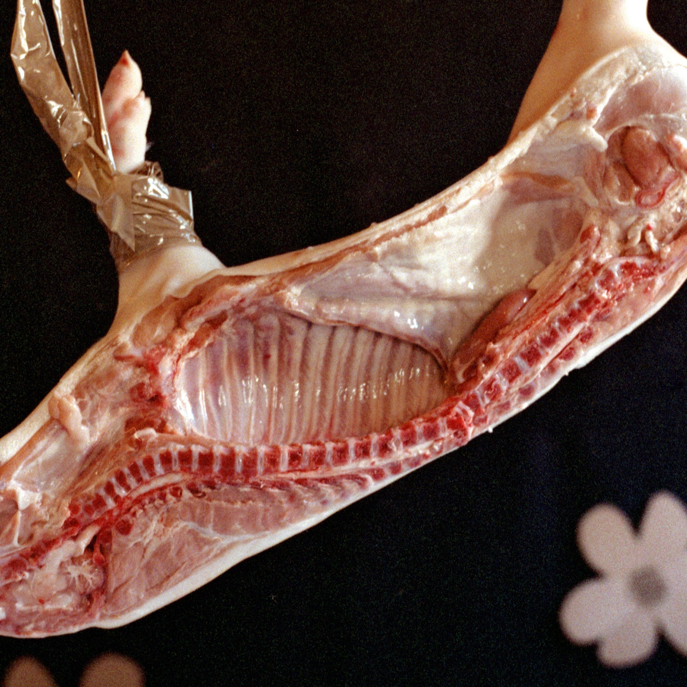 Defining a New Fragile Canon of Beauty, Still Life Photography, Large 24 x 24 inches Photo Prints, Cabinet of Curiosities, Pig Animal Art
