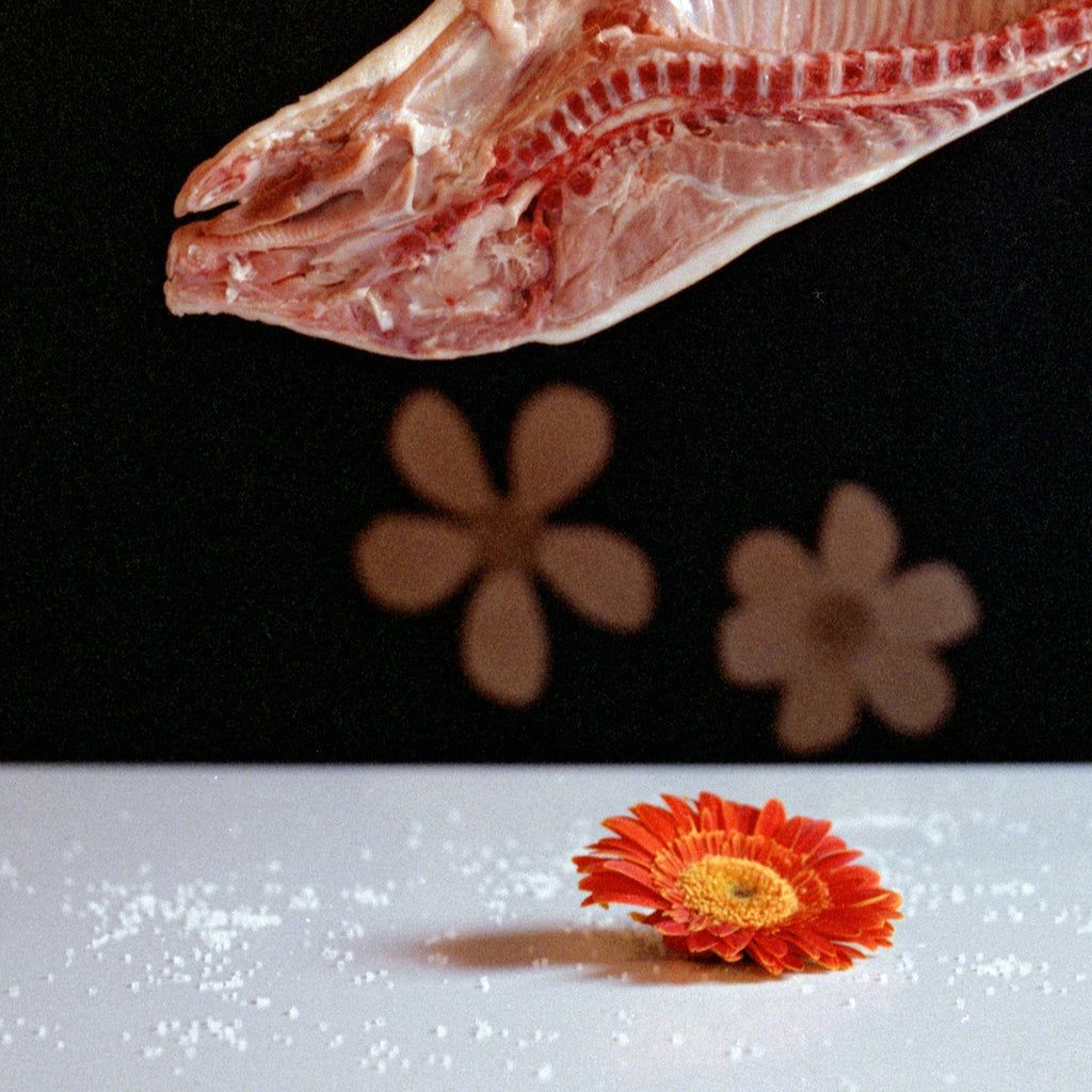 Defining a New Fragile Canon of Beauty, Still Life Photography, Large 24 x 24 inches Photo Prints, Cabinet of Curiosities, Pig Animal Art