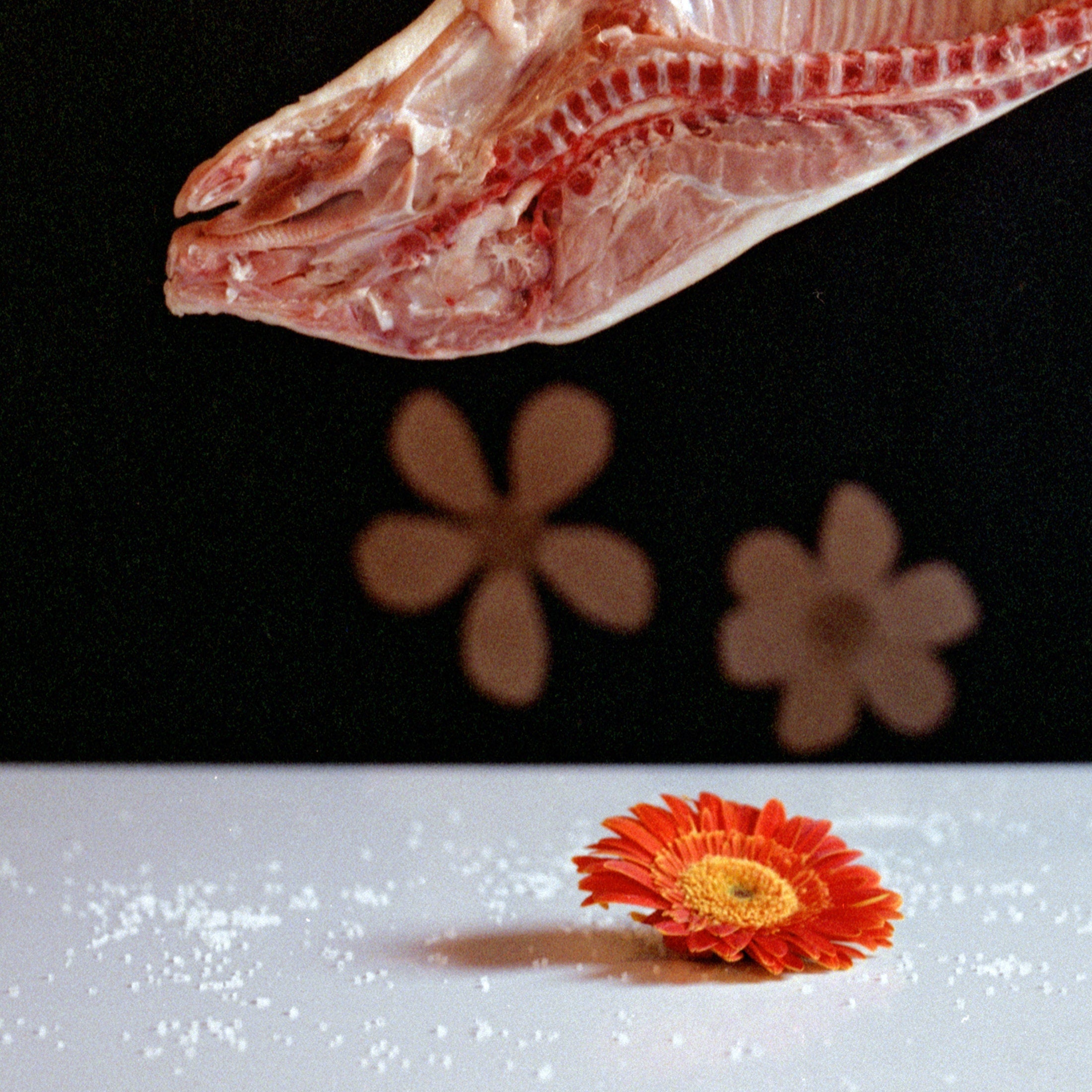 Defining a New Fragile Canon of Beauty, Still Life Photography, Large 24 x 24 inches Photo Prints, Cabinet of Curiosities, Pig Animal Art